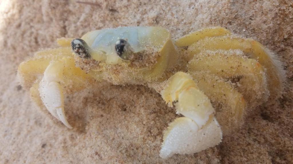 Nova Viçosa Franz Beach מראה חיצוני תמונה